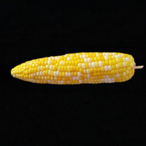 SIMPLE CORN / ELOTE SENCILLO