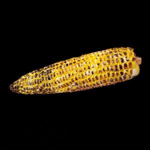 ROASTED CORN / ELOTE ASADO